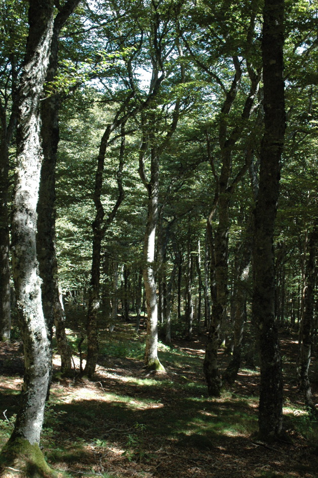 La forêt de Ténazeyre