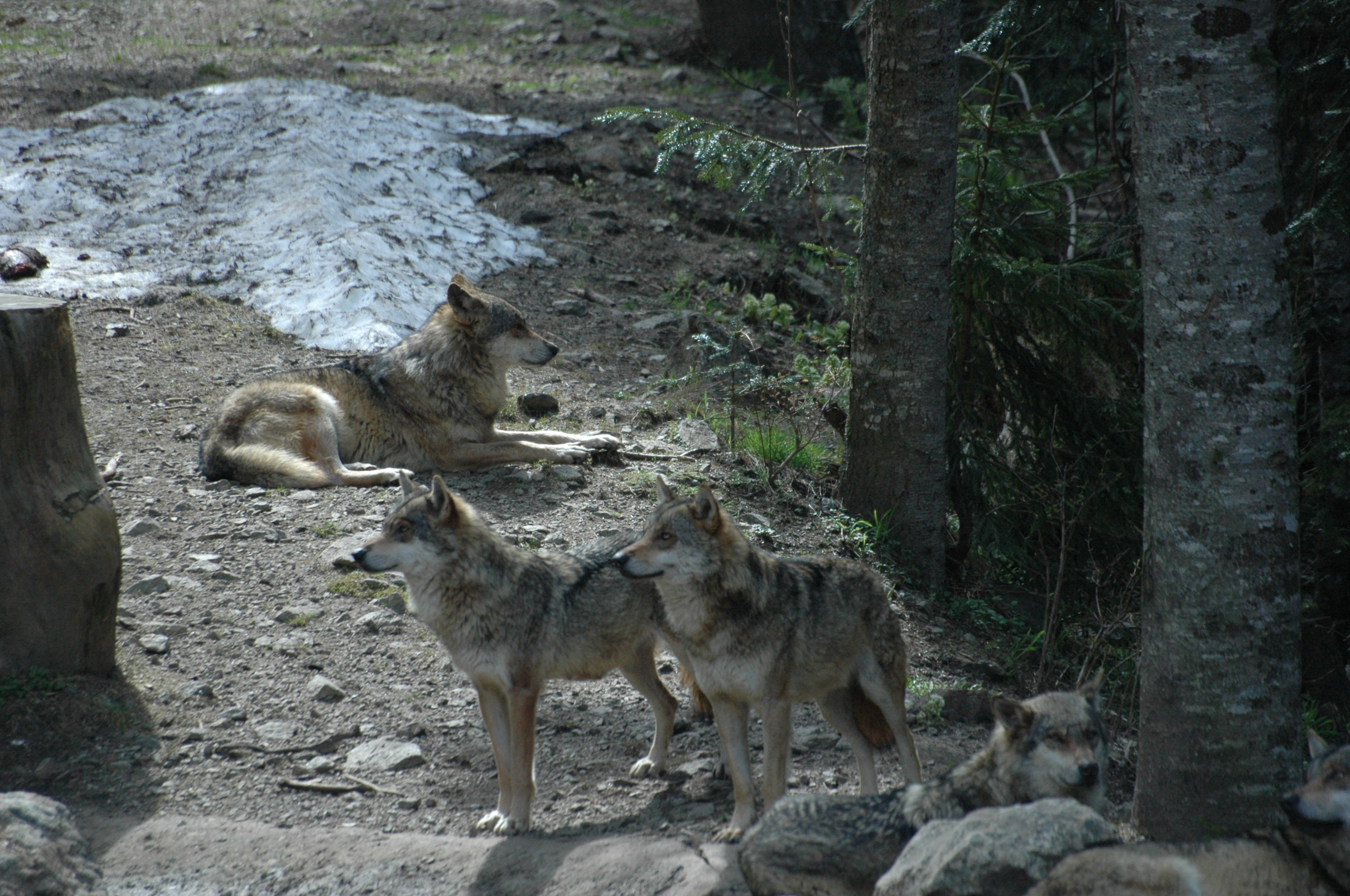 La Bête du Gévaudan n était pas un loup